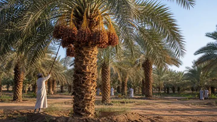 Ajwa Dates Palm Farm